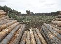 « L’industrie du bois tue et détruit les arbres sans tenir compte des services qu’ils nous rendent »