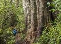 Programme Forêts Anciennes à haute valeur de conservation | WWF