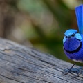 Splendid-Fairy-wren-CNola-Hawkins-2017-birdlifephotography.org .au 